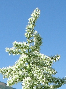 Veratrum californicum